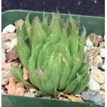 Haworthia gracilis var. tenera (GM 295) 4-inch pots