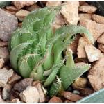 Haworthia herbacea var. payneri (GM563) 3-inch pots