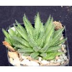 Haworthia herbacea var. payneri (GM563) 2-inch pots