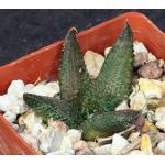 Haworthia koelmaniorum 3-inch pots