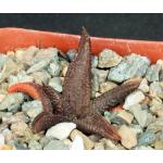 Haworthia koelmaniorum 4-inch pots