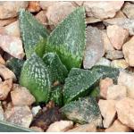 Haworthia cv Korizato 4-inch pots