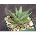 Haworthia limifolia var. glaucophylla (Three Sisters) 3-inch pot