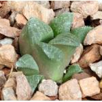 Haworthia magnifica var. magnifica (JDV 92-65) 3-inch pots