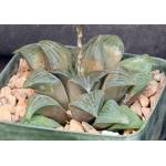 Haworthia magnifica var. magnifica (JDV 92-65) 5-inch pots