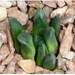 Haworthia mantellii 4-inch pots