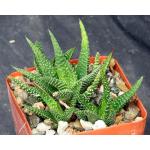 Haworthia minima var. minima (GM 309) 4-inch pots