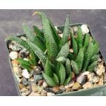 Haworthia minima var. minima (Riversdale water tank) 4-inch pots