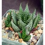 Haworthia minima var. minima (Bredasdorp) 4-inch pots