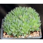 Haworthia mirabilis var. calcarea one-gallon pots