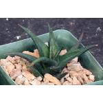 Haworthia nigra var. nigra (black clone) 4-inch pots