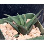 Haworthia nigra var. nigra (black clone) 4-inch pots