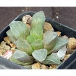 Haworthia pygmaea var. pygmaea (JDV 84/15) 2-inch pots