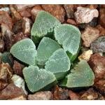 Haworthia pygmaea var. pygmaea (crystalline form) 3-inch pots