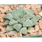 Haworthia pygmaea var. pygmaea (crystalline form) 4-inch pots