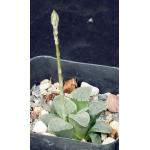 Haworthia pygmaea var. pygmaea (crystalline form) 2-inch pots