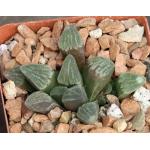 Haworthia pygmaea var. pygmaea (Scott McDermott) 4-inch pots