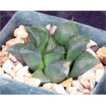 Haworthia retusa cv ‘Aker's Black‘ 4-inch pots