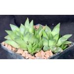 Haworthia retusa fm multilineata (ISI 92-40) 5-inch pots