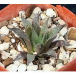 Haworthia rossouwii 4-inch pots