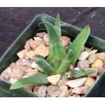 Haworthia scabra var. latenganiae 3-inch pots