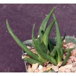 Haworthia scabra var. latenganiae 4-inch pots