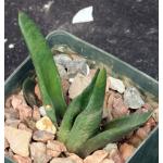 Haworthia scabra var. morrisiae 3-inch pots