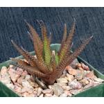 Haworthia scabra var. scabra (JDV 95/17) 4-inch pots