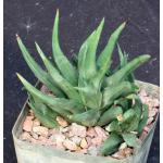 Haworthia scabra var. morrisiae 5-inch pots