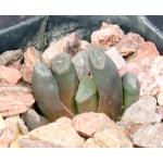 Haworthia truncata var. truncata (C1-2, Welkom Farm) 2-inch pots