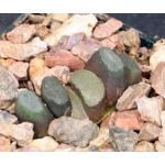 Haworthia truncata var. truncata 2-inch pots