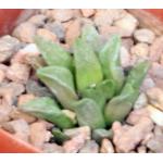 Haworthia turgida var. suberecta (Brandwag) 4-inch pots