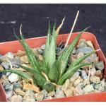 Haworthia venosa var. woolleyi (GM 79) 3-inch pots