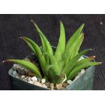 Haworthia venosa var. venosa 4-inch pots