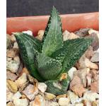 Haworthia venosa var. tessellata cv Dorothy Pasek 4-inch pots