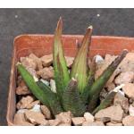 Haworthia venosa var. woolleyi (GM 79) 3-inch pots