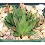 Haworthia vlokii (JDV 93-2) 2-inch pots