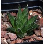 Haworthia cv Black Widow x arachnoidea 2-inch pots