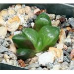 Haworthia cv ‘Kevin's Pride' 2-inch pots