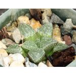 Haworthia cv Muy Bueno 2-inch pots