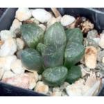 Haworthia cv Suenos 2-inch pots