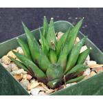 Haworthia angustifolia hybrid 4-inch pots