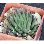 Haworthia aristata (MBB 7011) 3-inch pots