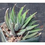 Haworthia attenuata cv Concolor 4-inch pots