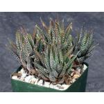 Haworthia attenuata var. attenuata (JDV 90-42) 4-inch pots