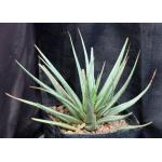 Haworthia attenuata var. radula (variegate) one-gallon pots