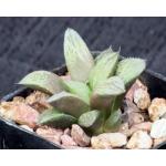 Haworthia cv Bombolero 2-inch pots
