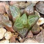 Haworthia breueri (GM 449) 2-inch pots