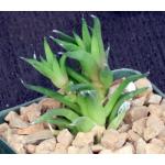Haworthia chloracantha var. denticulifera (GM 283) 4-inch pots