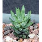 Haworthia coarctata var. adelaidensis (riebeeckensis) 4-inch pot